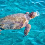 Zakynthos Small Boat Tour to Keri Mizithres and Marathonisi - Snorkeling and Swimming in the Ionian Sea