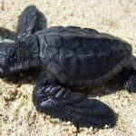 Zakynthos: Turtle Spotting Cruise with Glass-Bottom Boat - Embarking from the Main Meeting Point