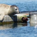 Zeeland Zeehonden strand safari NL/DE - Starting Point at Beachbar Atlantis and Parking Options