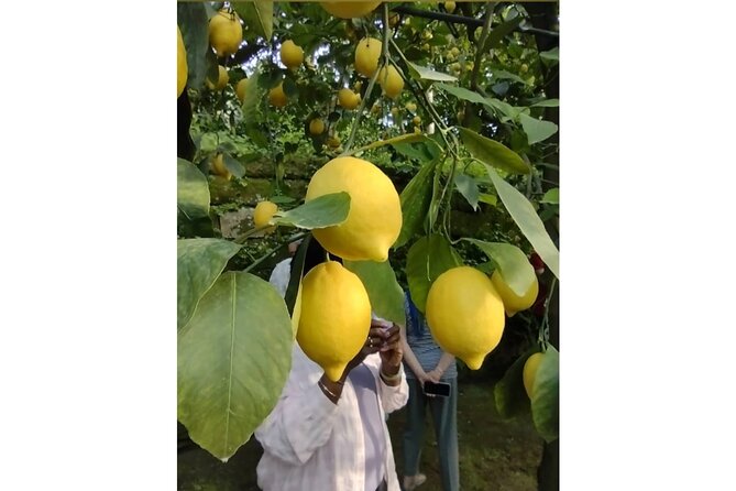 Zì Teresa Lemon Food Tasting Activity - Processing and Tasting Fresh Lemon Products