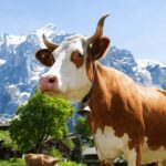 Zurich: Rhine Falls, Chocolate & Cheese Factory Day Trip - Discover the Power and Beauty of Rhine Falls