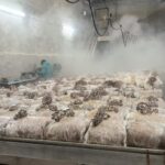 Zurich's best-kept secret: the hidden world of mushrooms! - The Hidden Location of Zurich’s Mushroom Farm