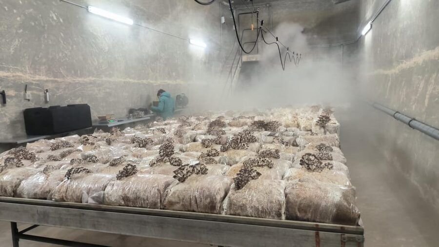 Zurich's best-kept secret: the hidden world of mushrooms! - The Hidden Location of Zurich’s Mushroom Farm