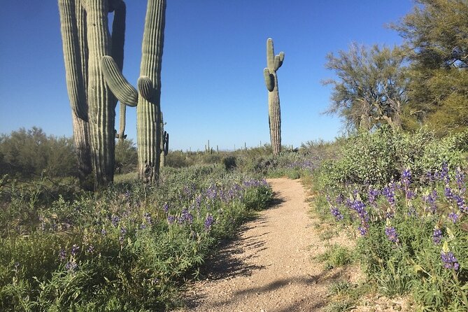 1-2 Hour Sonoran Desert Private Guided Hiking Tour - The Scenic Starting Point: Pima-Dynamite Trailhead