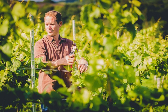 1.5-Hour Swanaford Vineyard Tour And Tasting Experience - The Guided Walk Through the Vineyard