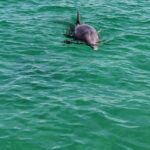 1.5 Hour Tiki Boat Harbor and Dolphin Cruise Destin FL - Starting Point and Meeting Details in Destin