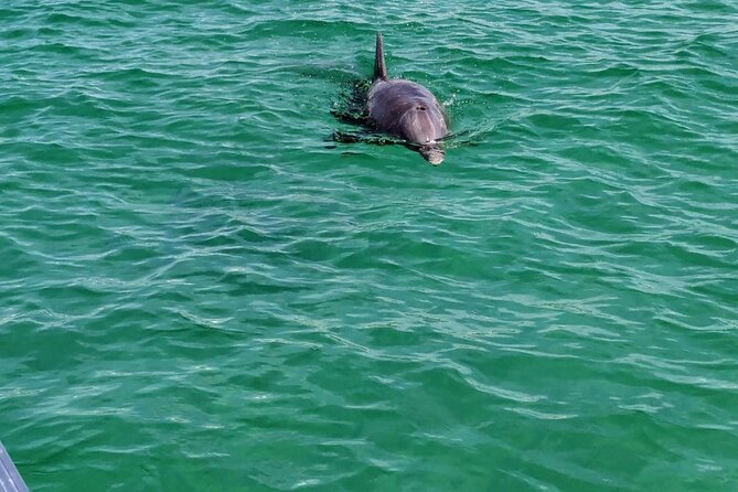 1.5 Hour Tiki Boat Harbor and Dolphin Cruise Destin FL - Starting Point and Meeting Details in Destin