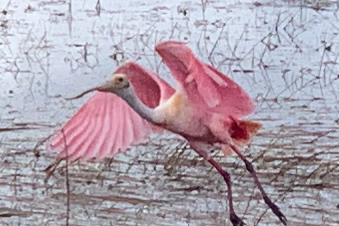 1.5 Hr Guided Private Everglades Airboat Tour, Fort Lauderdale - What Makes This Private Airboat Tour Stand Out