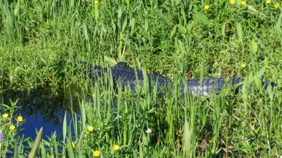 1 Hour Airboat Everglade Tour - The Unique Setting of the Northern Everglades