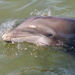 1 Hour Private Dolphin and Nature Tour - Starting Point at C.C. Haigh, Jr. Boat Landing