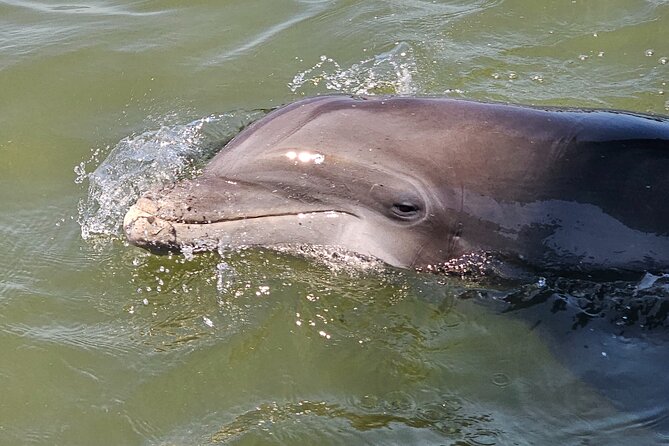 1 Hour Private Dolphin and Nature Tour - Starting Point at C.C. Haigh, Jr. Boat Landing