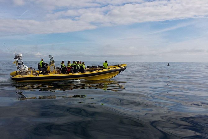 1-Hour Small Group Sightseeing Boat Tour in Vestmannaeyjar - Exploring the Sea Caves and Rock Formations around Vestmannaeyjar