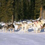 1 hour Winter Dog Sledding in Fairbanks - Interact with Eager and Friendly Huskies