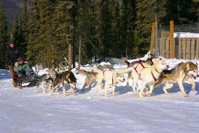1 hour Winter Dog Sledding in Fairbanks - Interact with Eager and Friendly Huskies