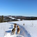 1-hr. Dog Sledding Tour in Fairbanks (without transportation) - What the 1-Hour Dog Sledding Tour Entails