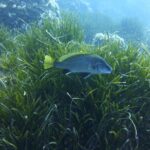 1 single dive in the Capo Carbonara marine protected area. For patented. - Starting Point at Villasimius Porto Turistico