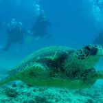 1 Tank Shore Dive at Sea Turtle Cove - The Convenience of Round-Trip Transport from Hilo Hotels