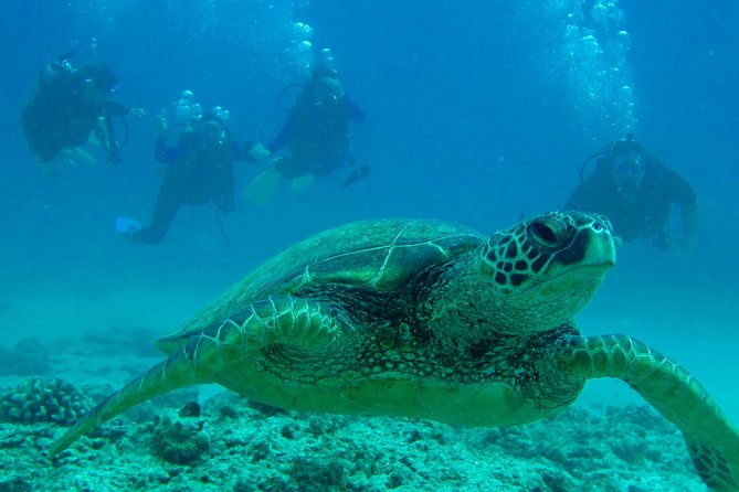 1 Tank Shore Dive at Sea Turtle Cove - The Convenience of Round-Trip Transport from Hilo Hotels