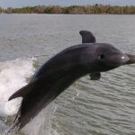10,000 Islands Boat Excursion - 3.5-Hour Dolphins & Shelling Tour - Wildlife Watching: Dolphins, Manatees, and Birds Galore
