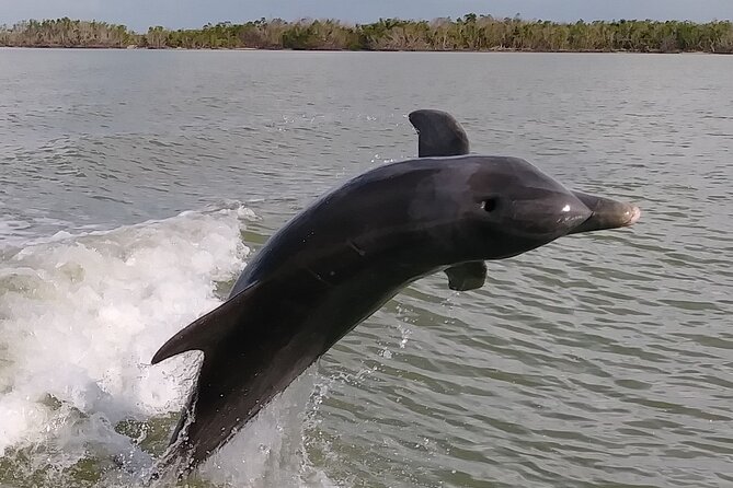 10,000 Islands Boat Excursion - 3.5-Hour Dolphins & Shelling Tour - Wildlife Watching: Dolphins, Manatees, and Birds Galore