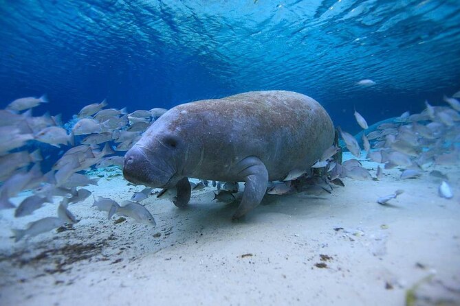 10000 Islands Everglades Boat Tour - Wildlife Encounters and Sightings