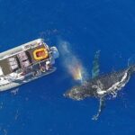 12 Passenger Kaanapali Beach Whale Watch tour. Onboard Whale Mic - The Maui AuAu Channel Stop and Marine Encounters