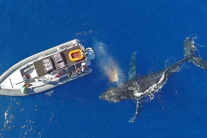 12 Passenger Kaanapali Beach Whale Watch tour. Onboard Whale Mic - The Maui AuAu Channel Stop and Marine Encounters