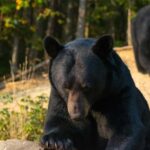 15 min. Tadoussac : Black Bear Observation with Expert Guide - From the Meeting Point to the Forest Observation Post