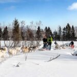 15 min. Tadoussac : Dog Sled Excursion in Saguenay Fjord - Different Riding Options for All Ages and Levels