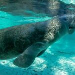 2.5-Hour Guided Group Kayak Tour on Big Hickory Pass - Convenient Meeting Point at Big Hickory Pass