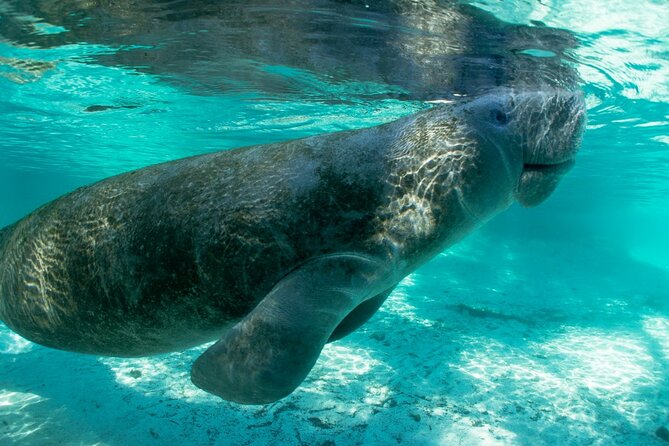 2.5-Hour Guided Group Kayak Tour on Big Hickory Pass - Convenient Meeting Point at Big Hickory Pass