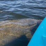 2.5 Hour Kayaking with Manatee and History Tour in Tarpon Springs - Navigating the Mangroves and Coastal Ecosystems