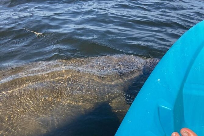 2.5 Hour Kayaking with Manatee and History Tour in Tarpon Springs - Navigating the Mangroves and Coastal Ecosystems