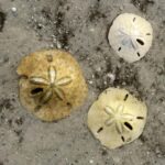 2.5 Hour Shell Key Island Adventure - Dolphins And Shells - Shell Key Island: Florida’s Shell Collection Paradise