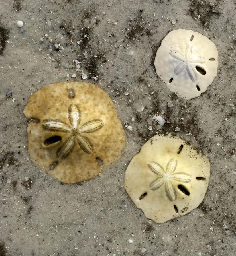 2.5 Hour Shell Key Island Adventure - Dolphins And Shells - Shell Key Island: Florida’s Shell Collection Paradise