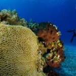 2 dives in Cozumel (for certified divers only) - Starting Point: Pro Dive International at Occidental Cozumel