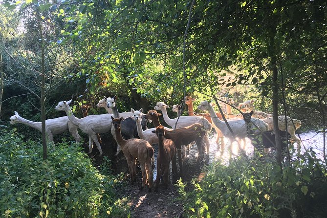 2-Hour Alpaca Farm Experience in Kenilworth - Walking an Alpaca Around the Farm Grounds