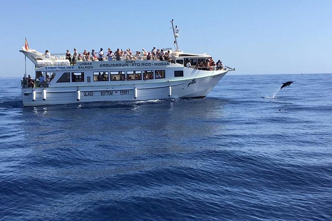 2-Hour Dolphin and Whale Watching in Gran Canaria - What Makes the Boat and Crew Stand Out