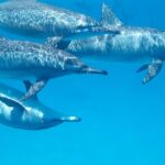 2-Hour Dolphin Sunset Tour from Giardini Naxos - The Experience of Watching the Sunset in Giardini Naxos
