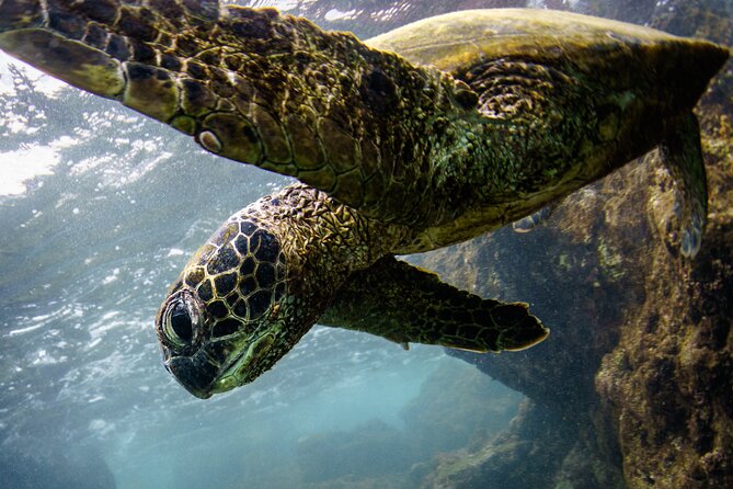 2-Hour Dolphin Watching and Double Reef with Snorkel in Hawaii - Dolphin Watching in the Calm Hawaiian Waters