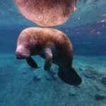 2 Hour Double Kayak Rental - Direct Access to Crystal River’s Famous Manatees and Kings Bay