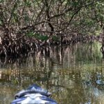 2- Hour Jungle Tour at Prehistoric Preserve Site in Fort Pierce - Discover the Hidden Access to Fort Pierce’s Prehistoric Mangrove Jungle