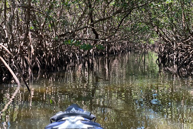 2- Hour Jungle Tour at Prehistoric Preserve Site in Fort Pierce - Discover the Hidden Access to Fort Pierce’s Prehistoric Mangrove Jungle