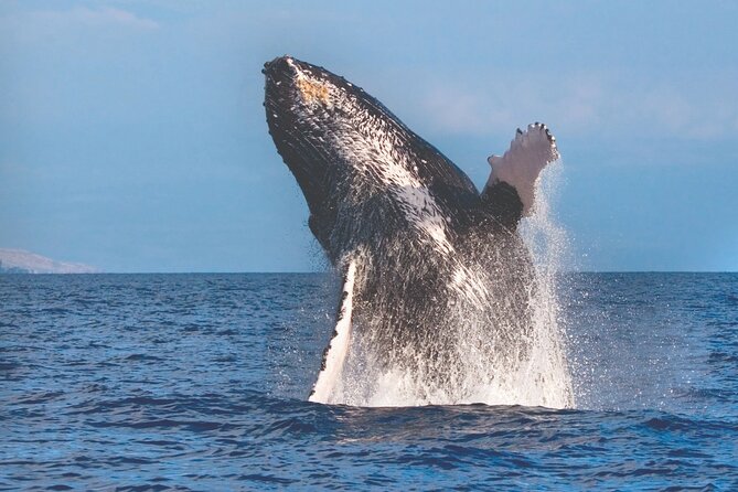 2-Hour Ma'alaea Humpback Whale Watching Cruise for up to 6 Guests - Scenic and Wildlife-Rich Stops Along the Coast