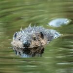 2-Hour Nature River Boat Tour on the Willamette River - What Makes the Willamette River Scenic and Unique