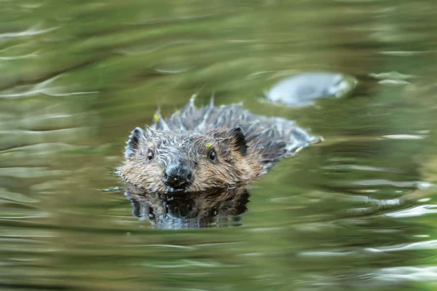 2-Hour Nature River Boat Tour on the Willamette River - What Makes the Willamette River Scenic and Unique