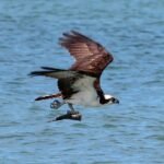 2 Hour Private Eco-Tour - Private Departure at Robbie’s Marina in Islamorada