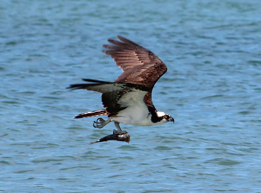 2 Hour Private Eco-Tour - Private Departure at Robbie’s Marina in Islamorada