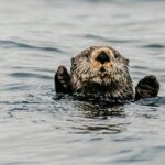 2 Hour Private Marine Wildlife Tour - What Wildlife Can You Expect to See?