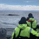 2-Hour RIB Boat Whale Watching Tour from Reykjavik - Meeting Location and Group Size